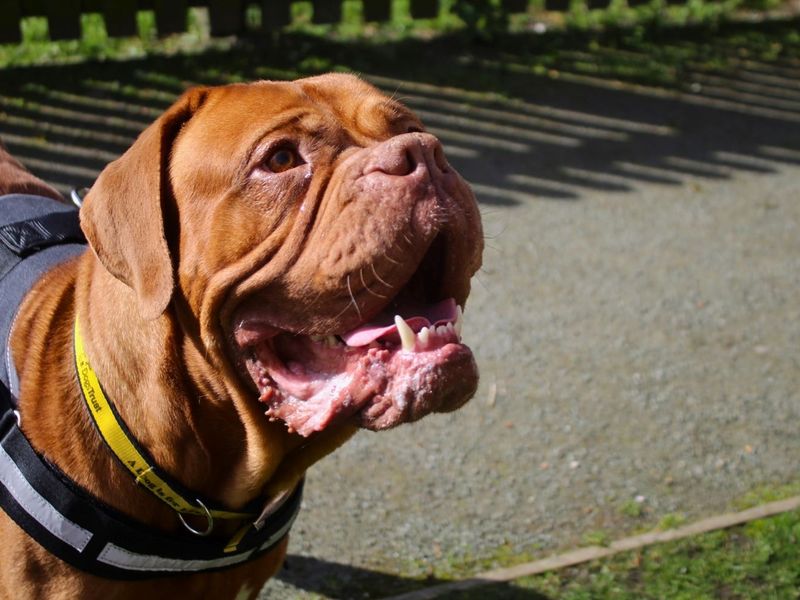 undefined | Dogue De Bordeaux | undefined - 5