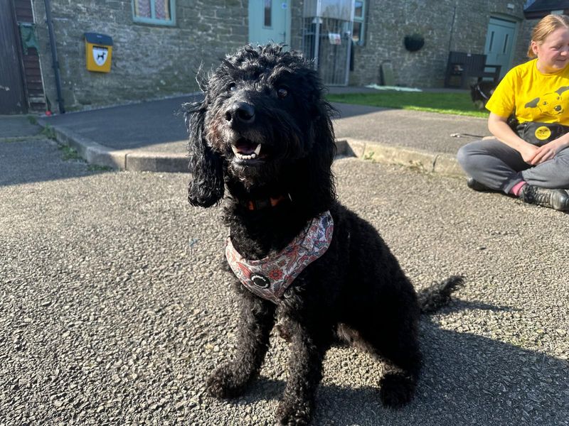 undefined | Poodle (Toy) Cross | undefined - 2