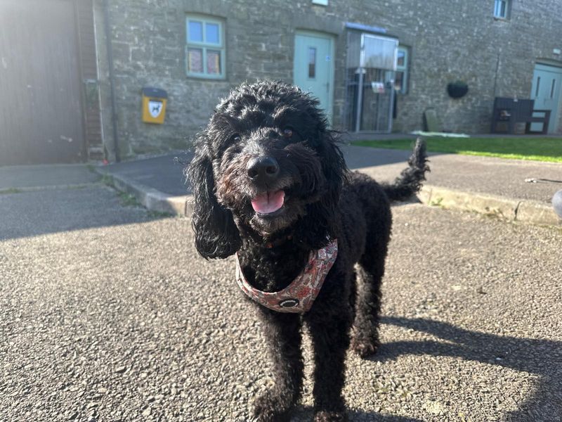 undefined | Poodle (Toy) Cross | undefined - 5