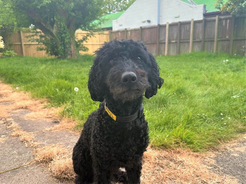 undefined | Poodle (Toy) Cross | undefined - 1
