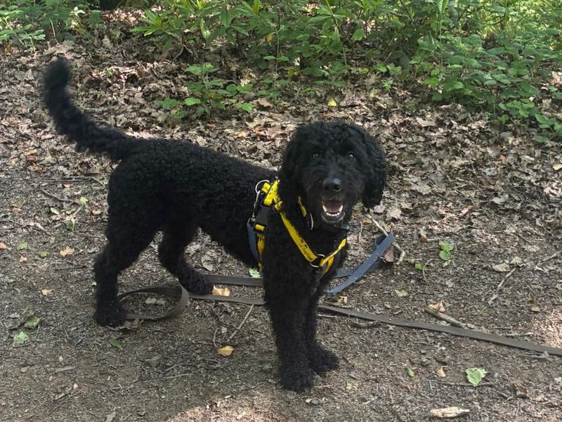 undefined | Poodle (Toy) Cross | undefined - 6