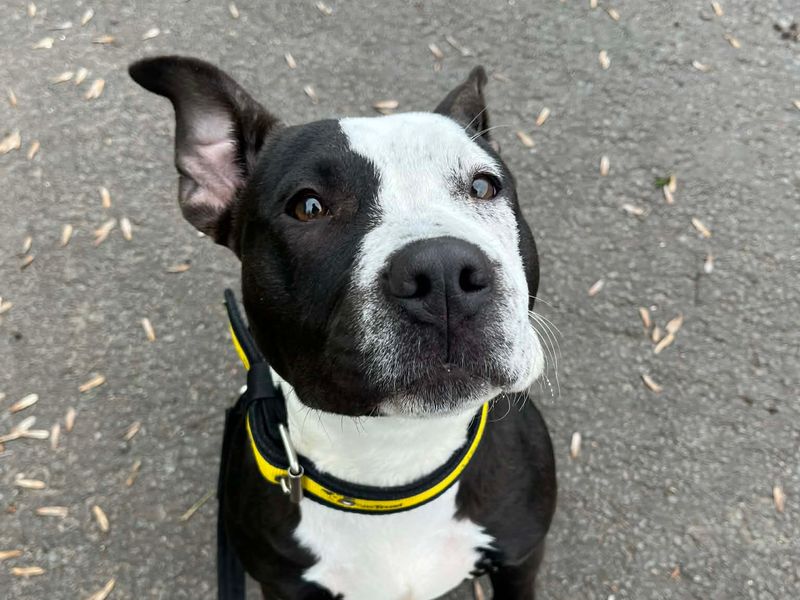 undefined | Terrier (Staffordshire Bull) | undefined - 4