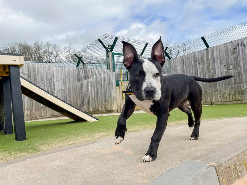 undefined | Terrier (Staffordshire Bull) | undefined - 7