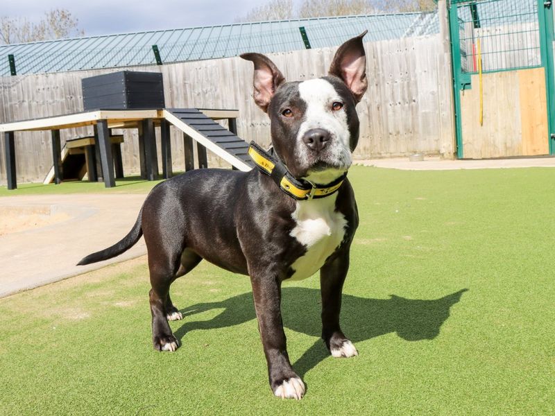 undefined | Terrier (Staffordshire Bull) | undefined - 1