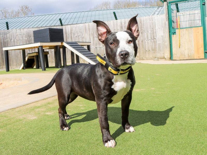 undefined | Terrier (Staffordshire Bull) | undefined - 6