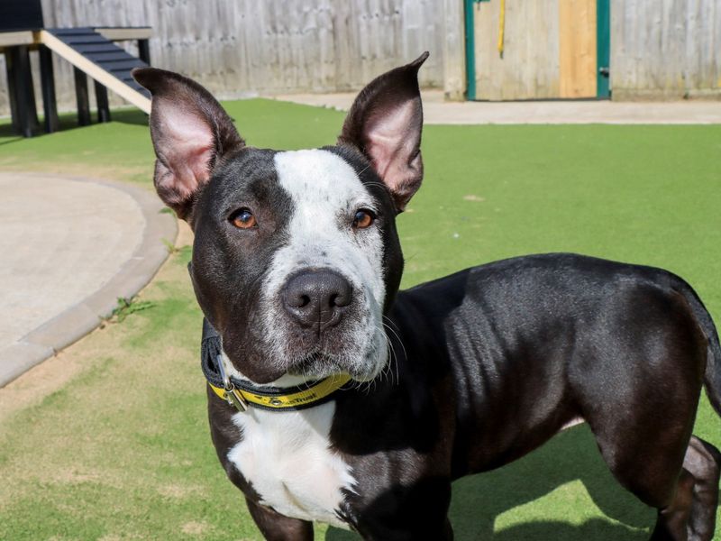 undefined | Terrier (Staffordshire Bull) | undefined - 3
