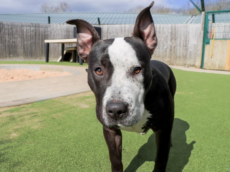 undefined | Terrier (Staffordshire Bull) | undefined - 5