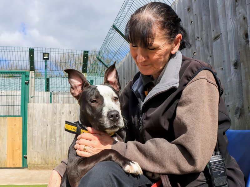 undefined | Terrier (Staffordshire Bull) | undefined - 2