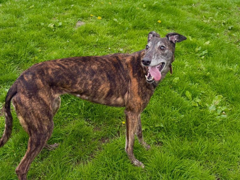 undefined | Greyhound | undefined - 6