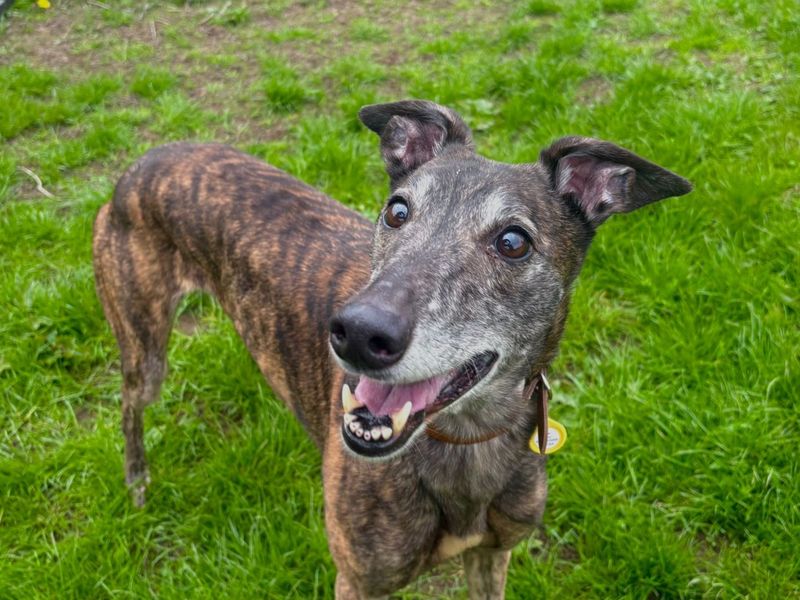undefined | Greyhound | undefined - 3