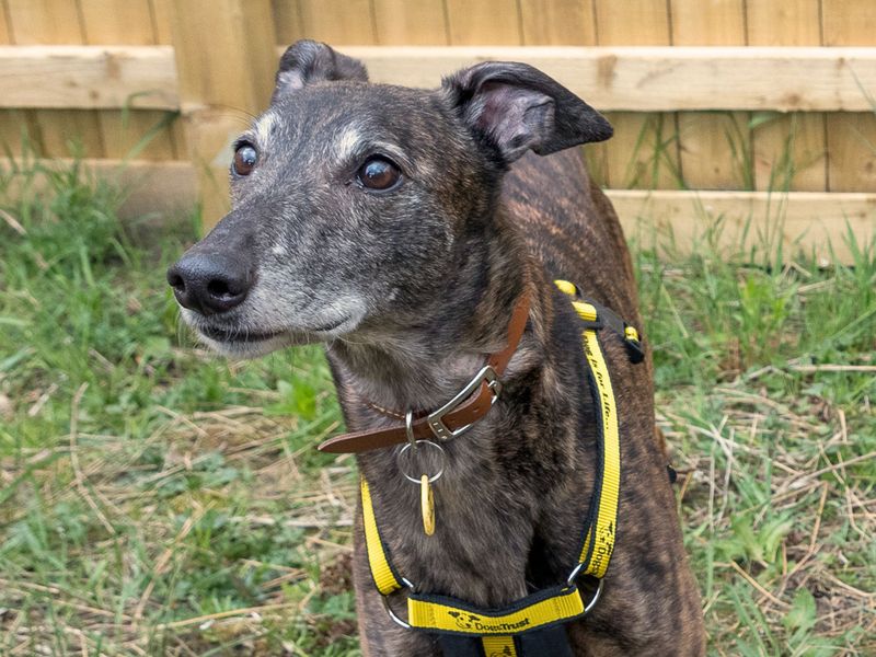 undefined | Greyhound | undefined - 4