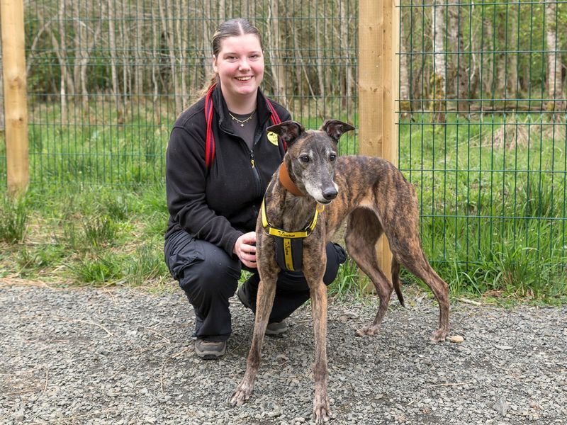 undefined | Greyhound | undefined - 2
