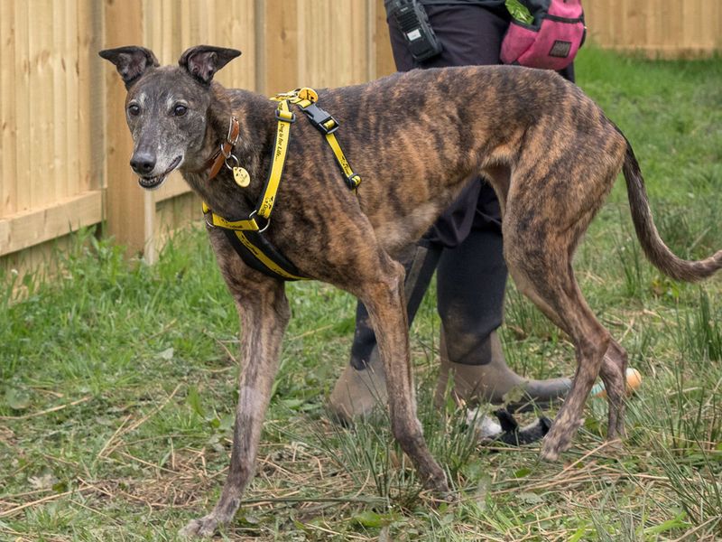 undefined | Greyhound | undefined - 7
