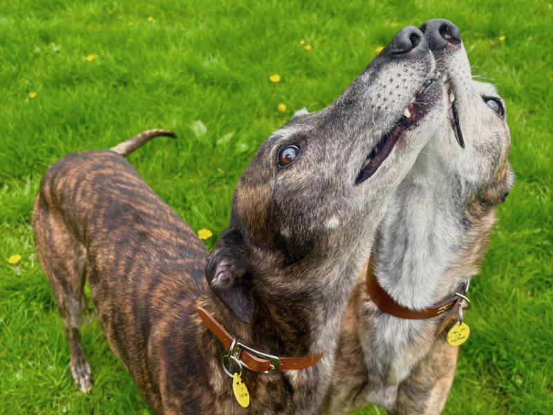 undefined | Greyhound | undefined - 8