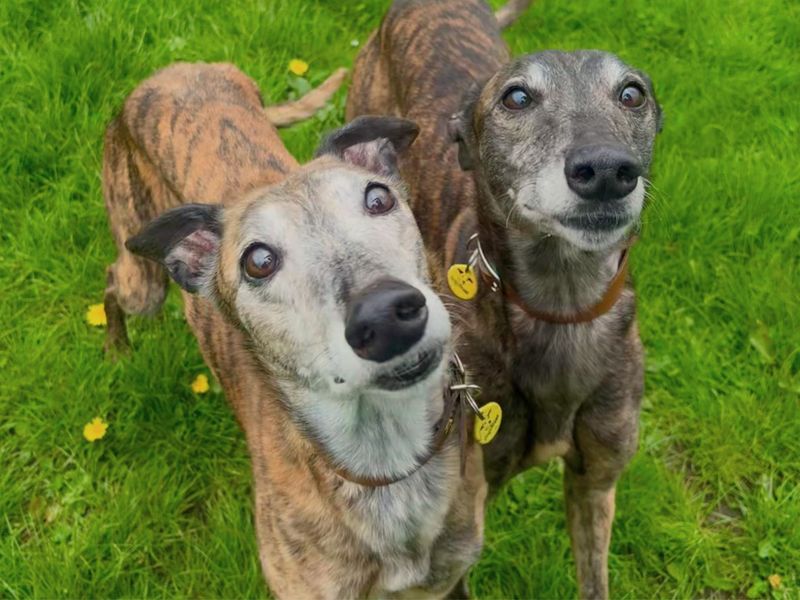 undefined | Greyhound | undefined - 1