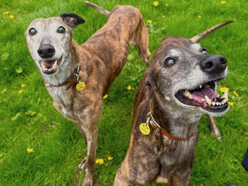 undefined | Greyhound | undefined - 5