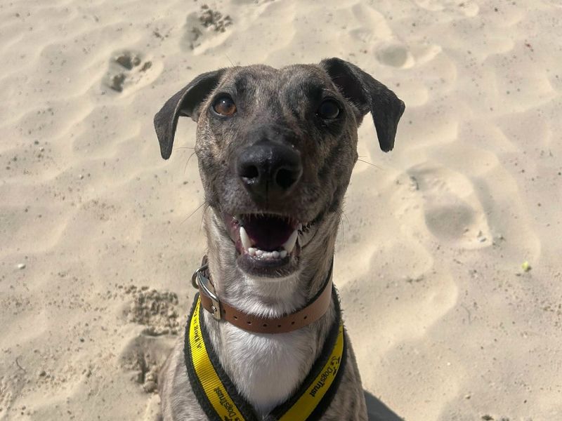 undefined | Lurcher | undefined - 1