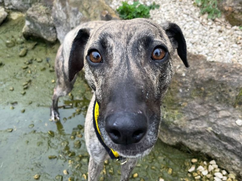 undefined | Lurcher | undefined - 2