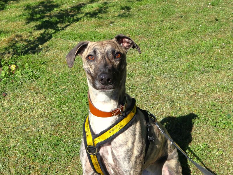 undefined | Lurcher | undefined - 3