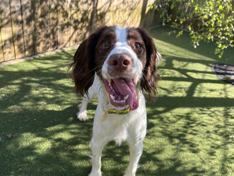 undefined | Spaniel (English Springer) | undefined - 4