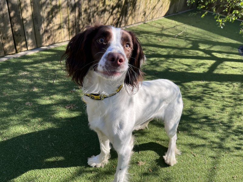 undefined | Spaniel (English Springer) | undefined - 2