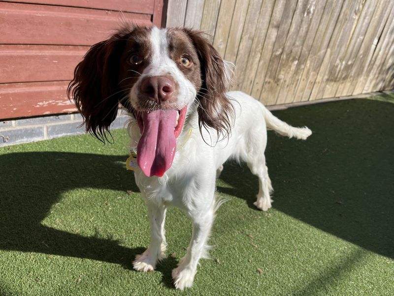 undefined | Spaniel (English Springer) | undefined - 3