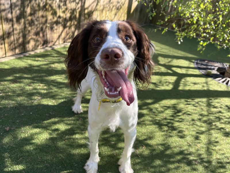 undefined | Spaniel (English Springer) | undefined - 1