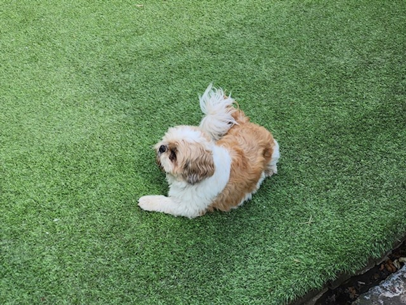 undefined | Shih Tzu | undefined - 2