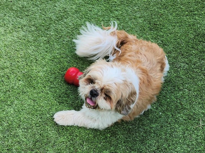 undefined | Shih Tzu | undefined - 1