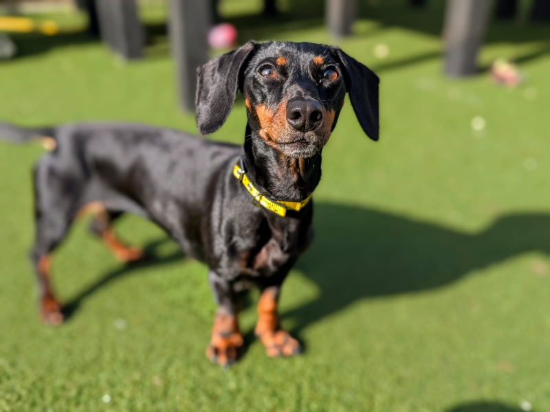 undefined | Dachshund (Smooth Haired) Cross | undefined - 2