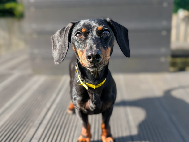 undefined | Dachshund (Smooth Haired) Cross | undefined - 3