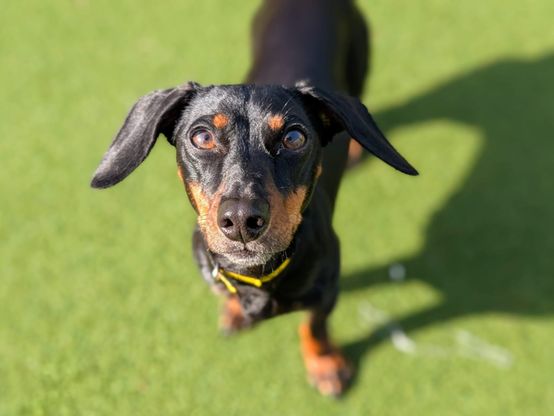 undefined | Dachshund (Smooth Haired) Cross | undefined - 1