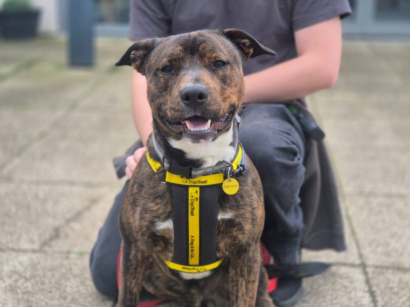 undefined | Terrier (Staffordshire Bull) Cross | undefined - 1