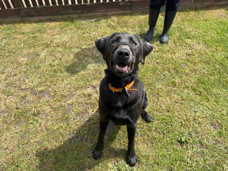undefined | Retriever (Labrador) | undefined - 1