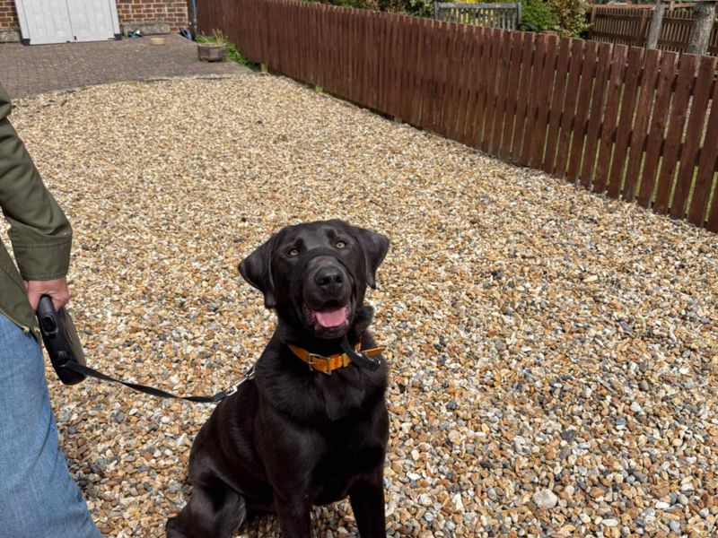 undefined | Retriever (Labrador) | undefined - 2