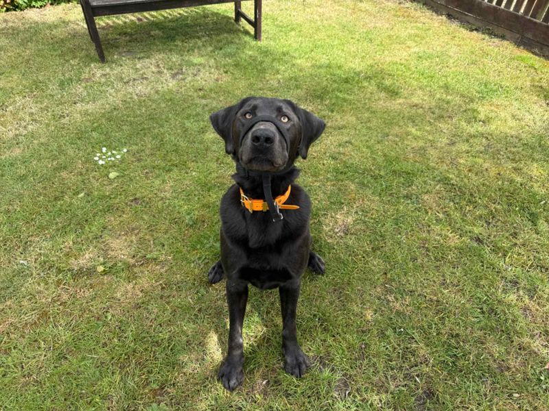 undefined | Retriever (Labrador) | undefined - 6