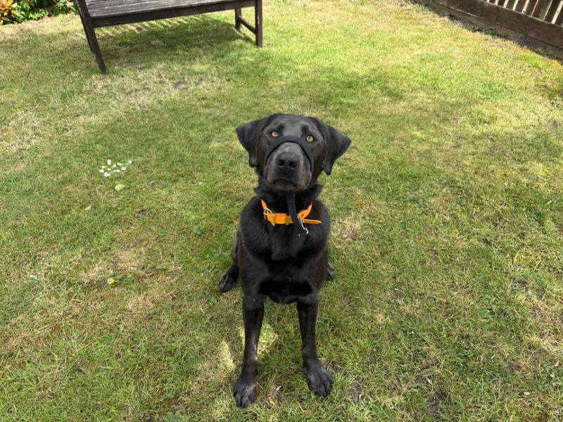 undefined | Retriever (Labrador) | undefined - 4