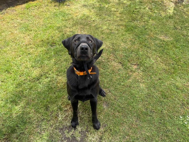 undefined | Retriever (Labrador) | undefined - 3