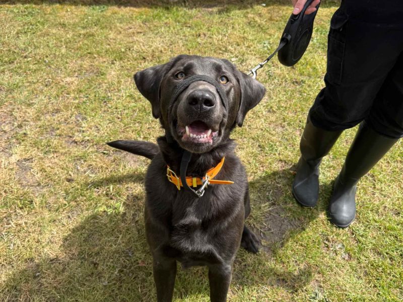 undefined | Retriever (Labrador) | undefined - 7