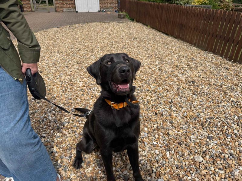 undefined | Retriever (Labrador) | undefined - 5